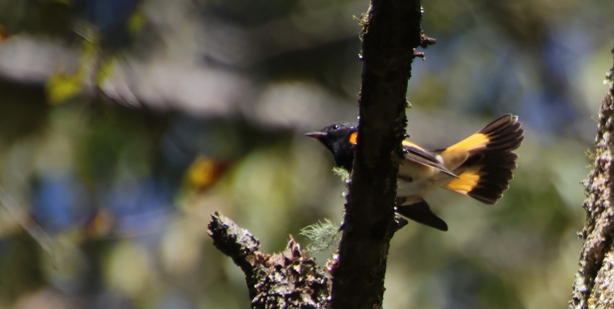 American Redstart - ML642836838