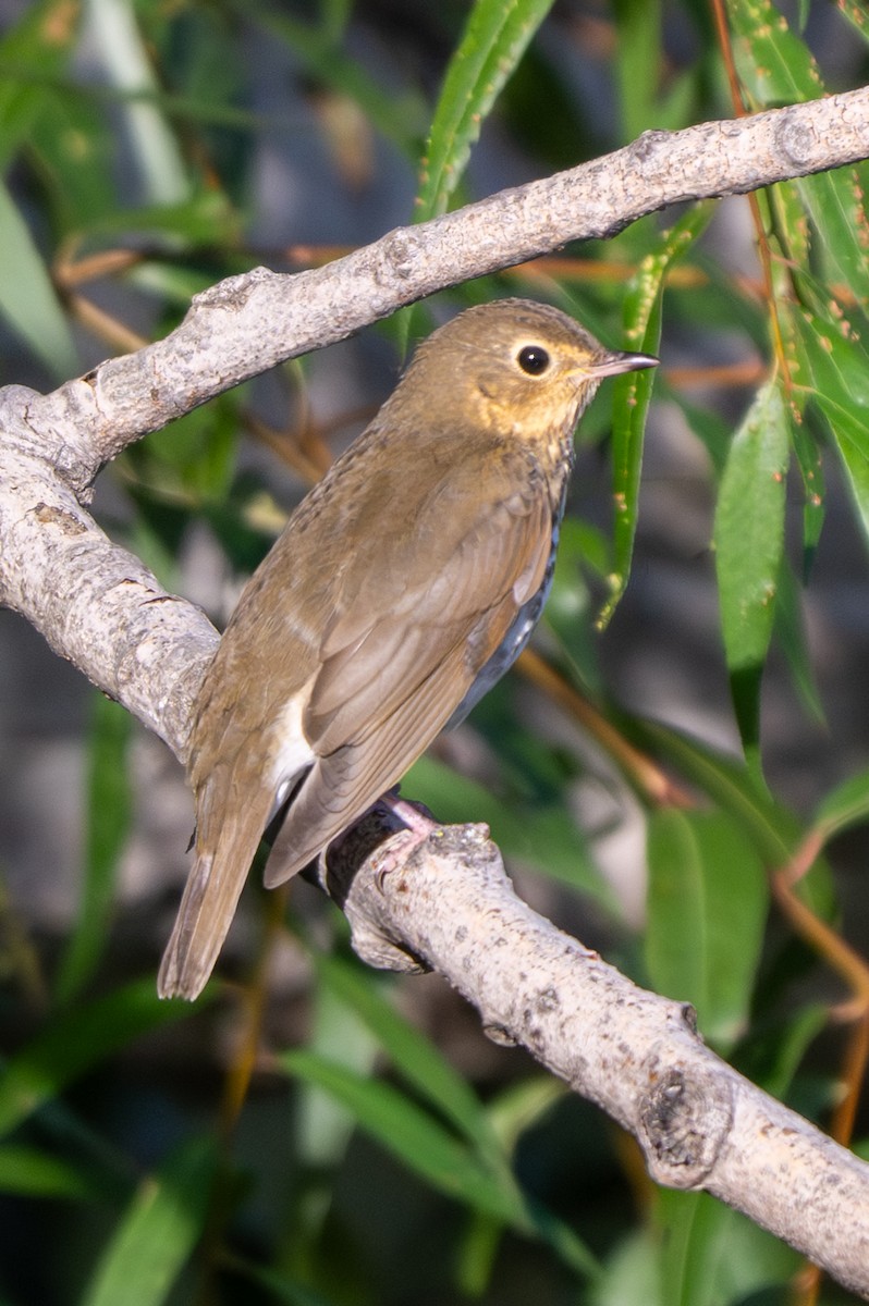 Swainson's Thrush - ML642836840