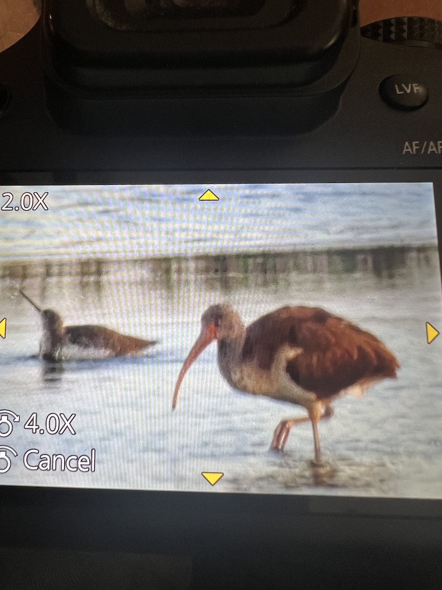 Ibis blanc - ML642836842