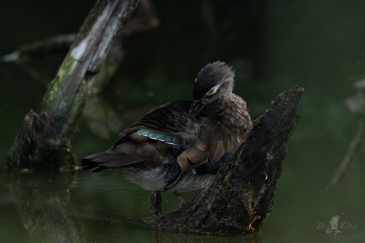 Wood Duck - ML642836850
