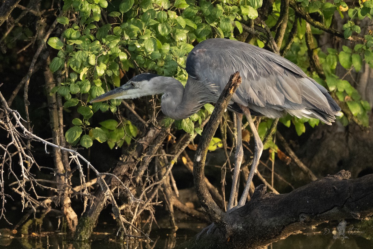 Great Blue Heron - ML642836864