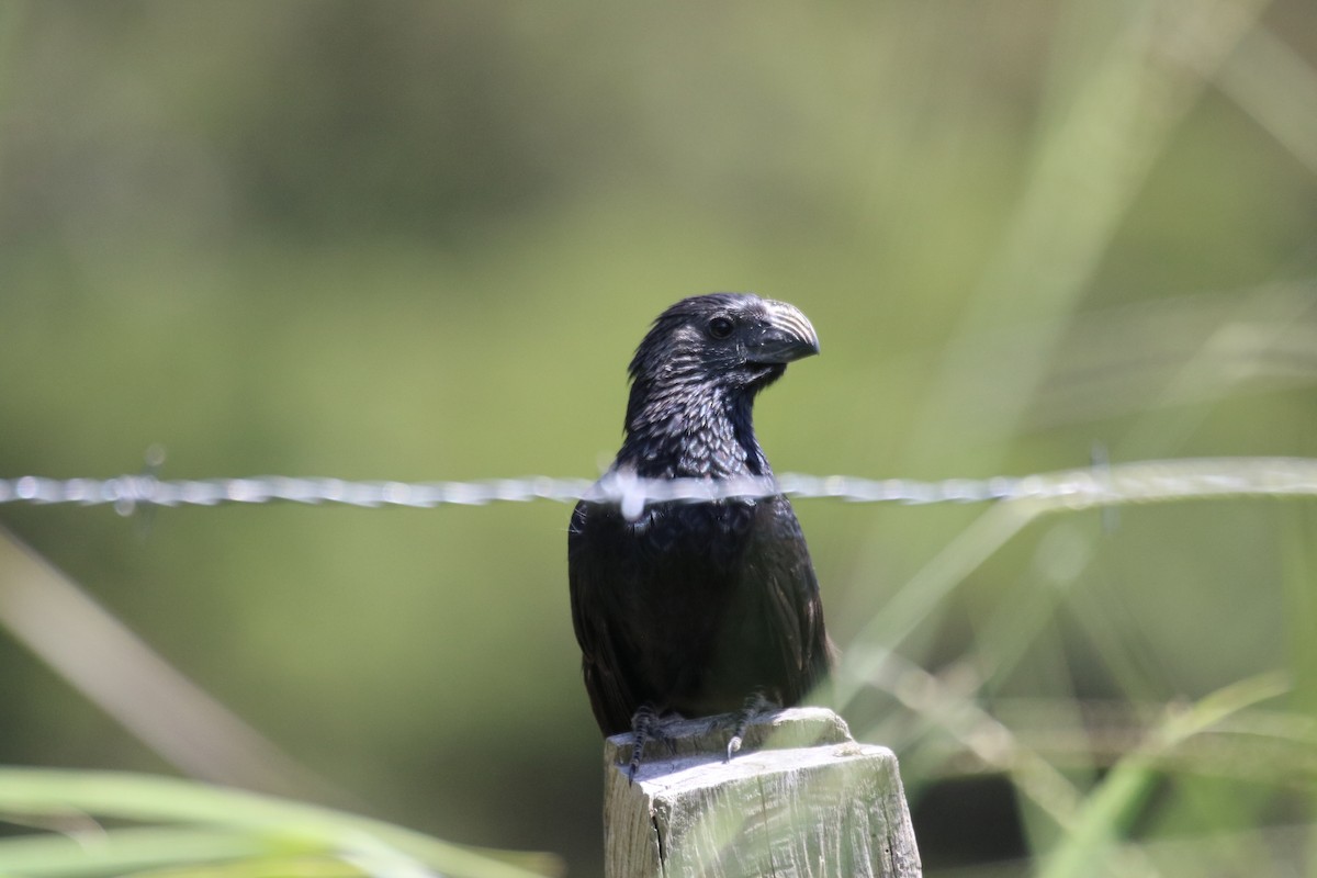 Groove-billed Ani - ML642836868