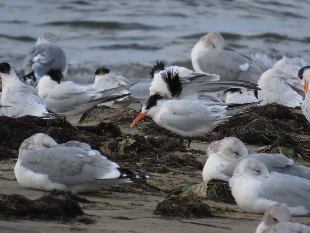 Elegant Tern - ML642836869