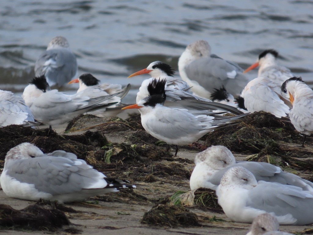 Elegant Tern - ML642836870