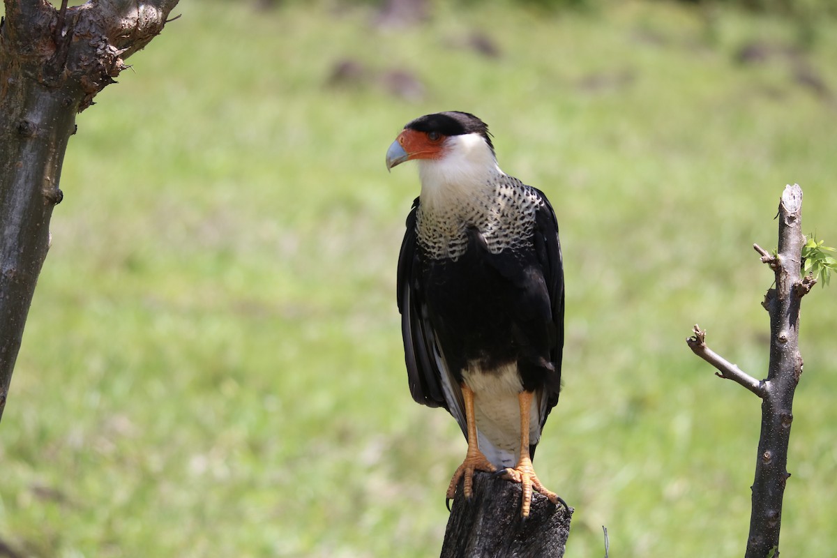 Crested Caracara (Northern) - ML642836876
