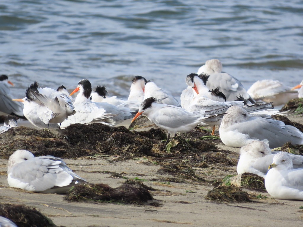Elegant Tern - ML642836877