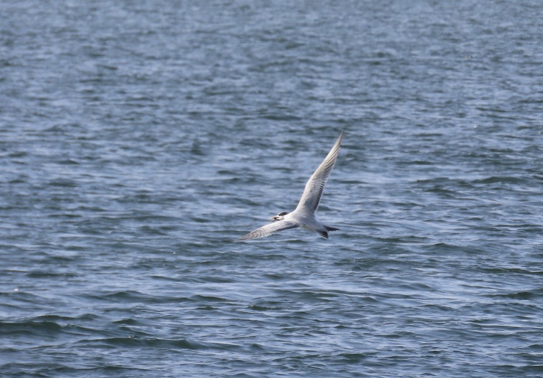 Elegant Tern - ML642836878