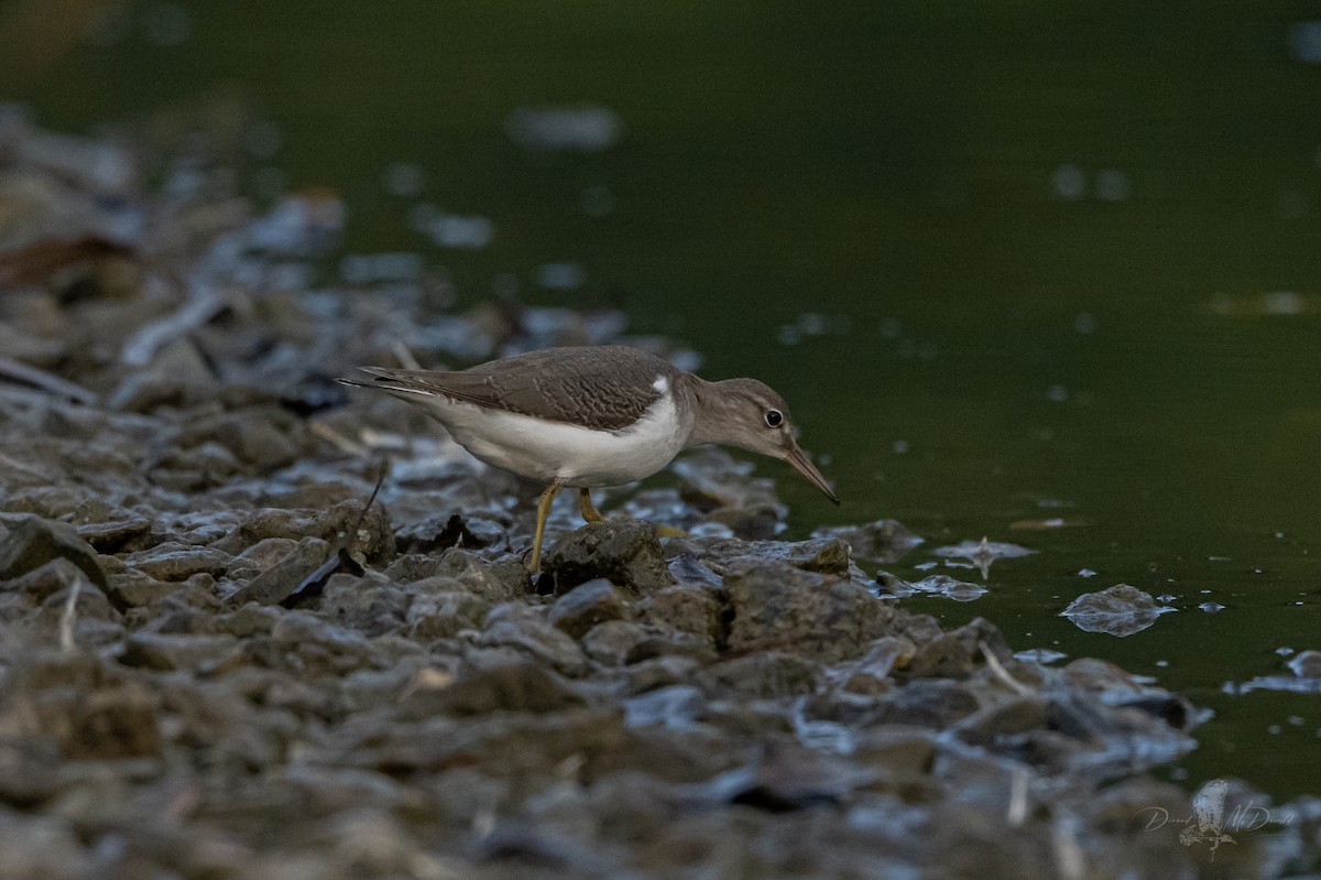 Spotted Sandpiper - ML642836885
