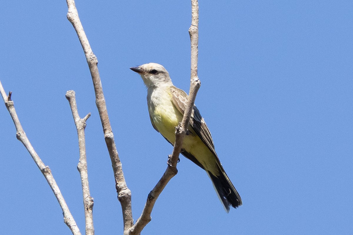 Western Kingbird - ML642836887