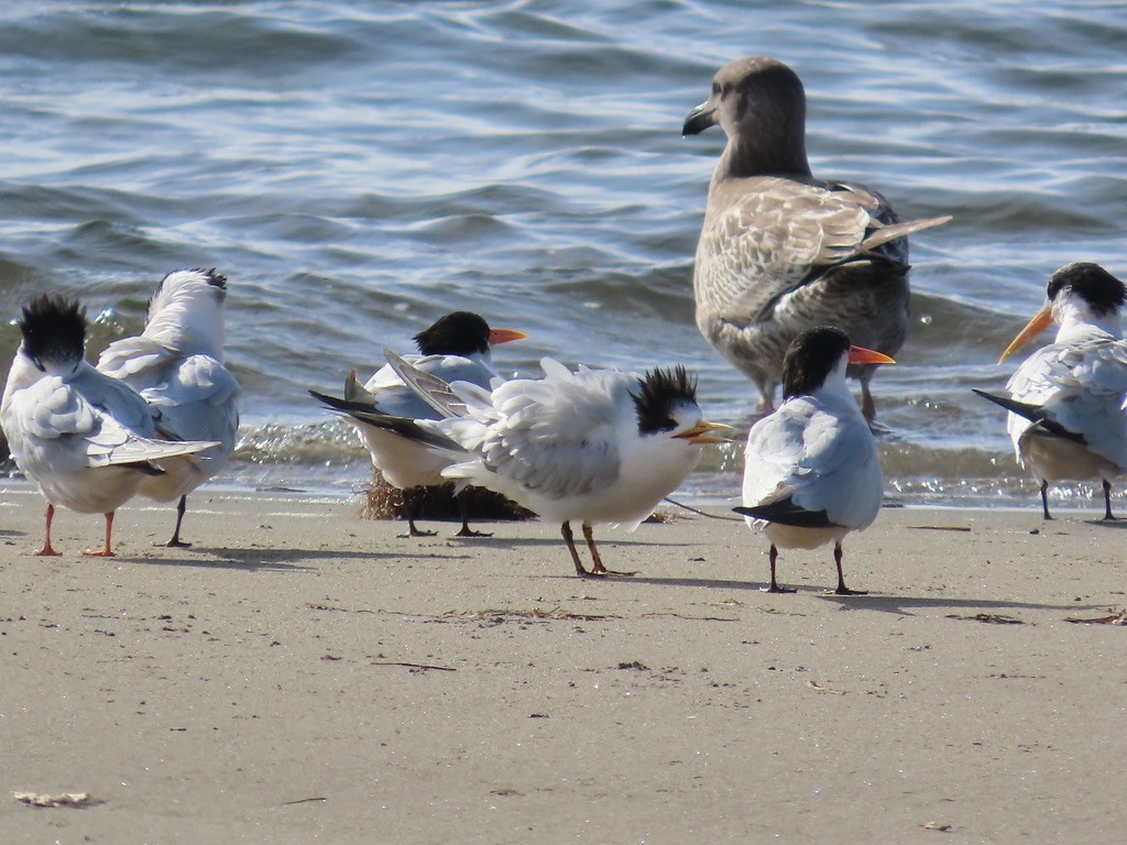 Elegant Tern - ML642836888