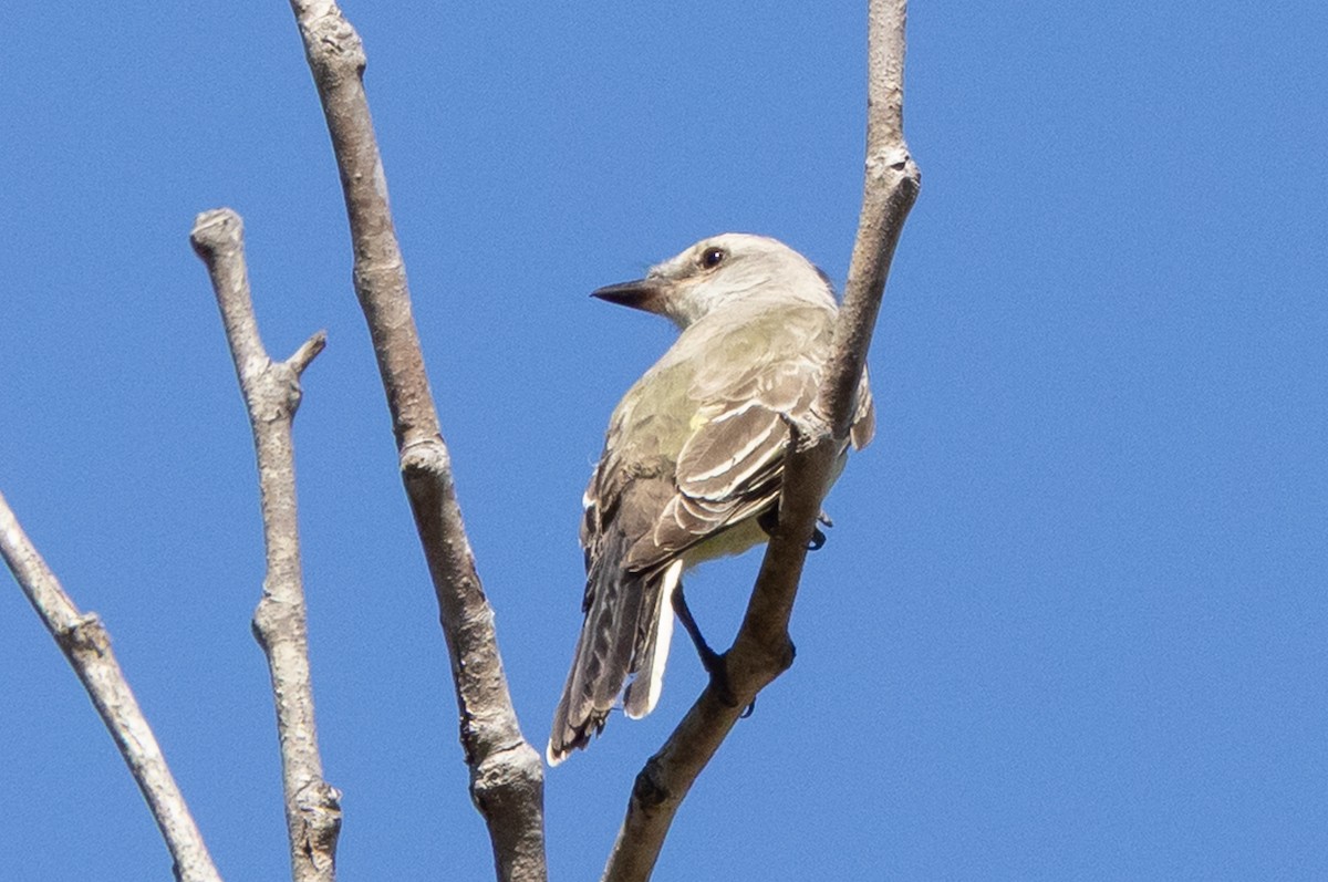 Western Kingbird - ML642836913