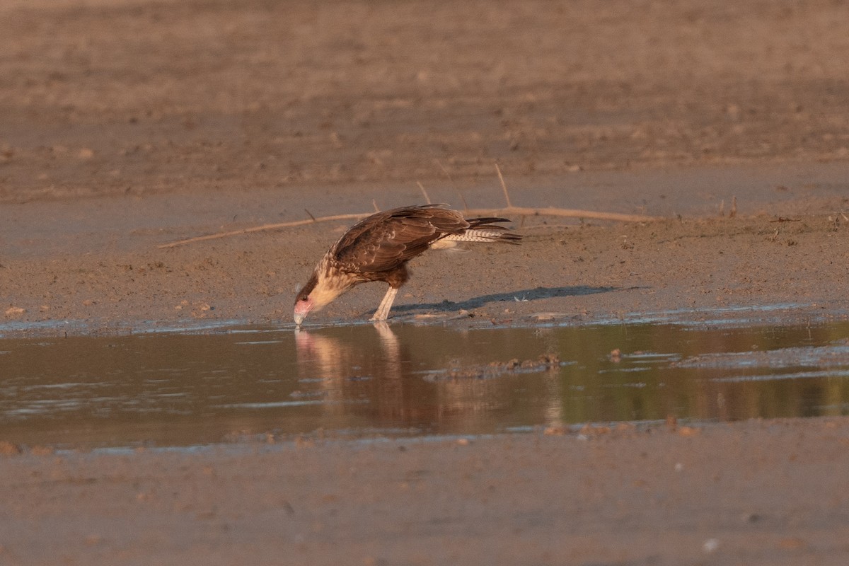 Crested Caracara (Northern) - ML642836915