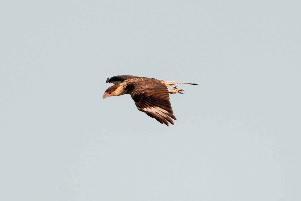 Crested Caracara (Northern) - ML642836916