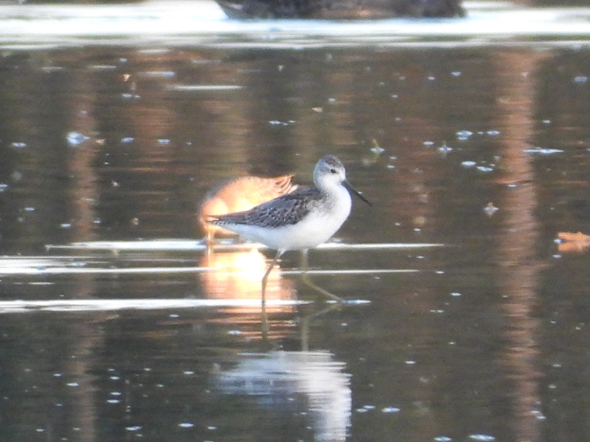 Marsh Sandpiper - ML642836918