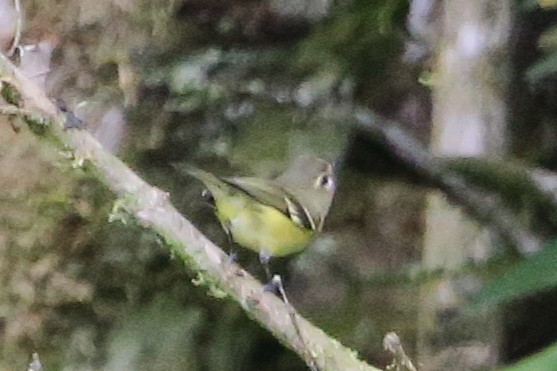 gulbåndvireo - ML642836925