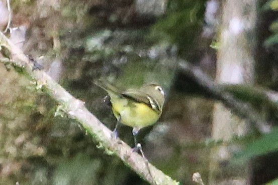 gulbåndvireo - ML642836926