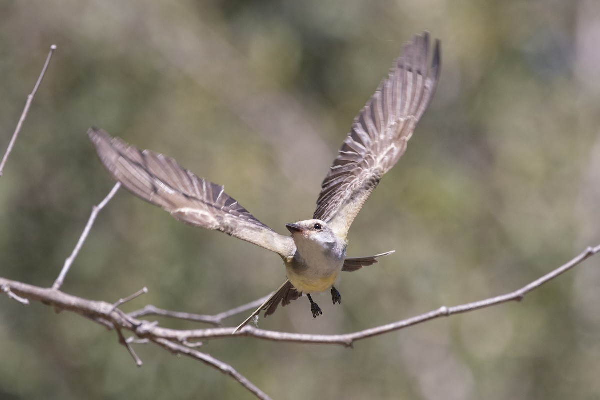 Western Kingbird - ML642836928