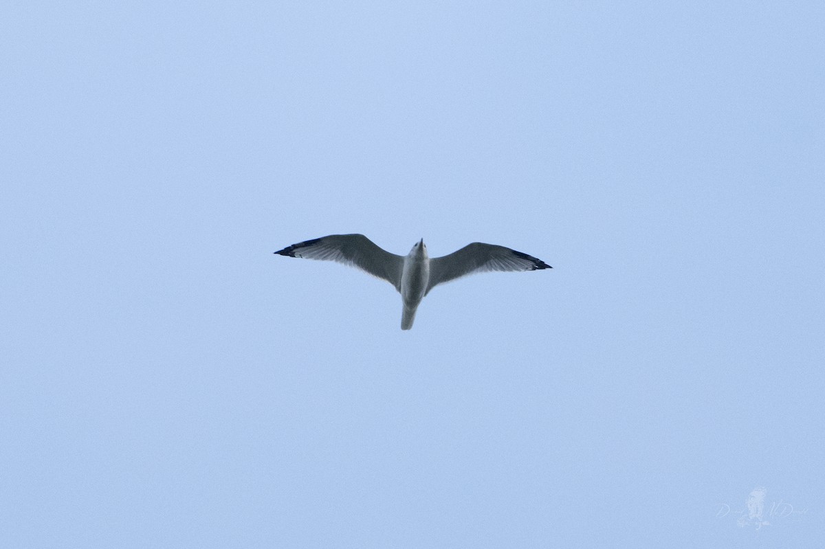 Ring-billed Gull - ML642836930