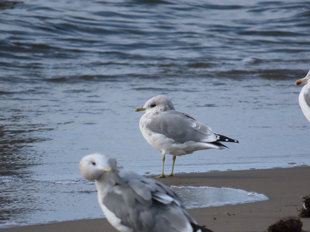 Short-billed Gull - ML642836932