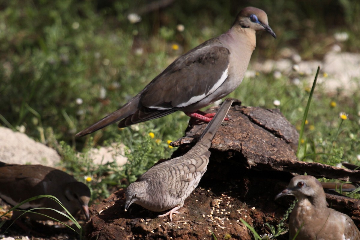 Inca Dove - ML642836935