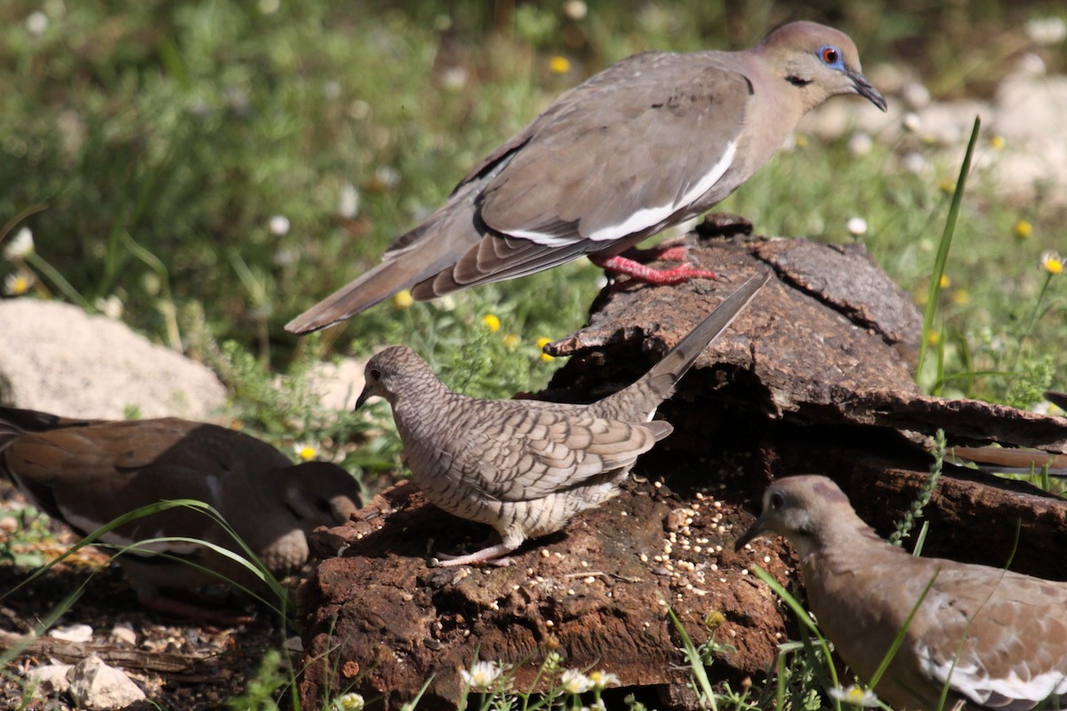 Inca Dove - ML642836936