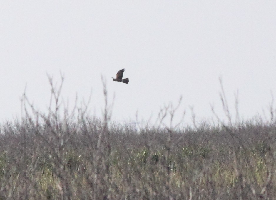 Northern Harrier - ML642836940