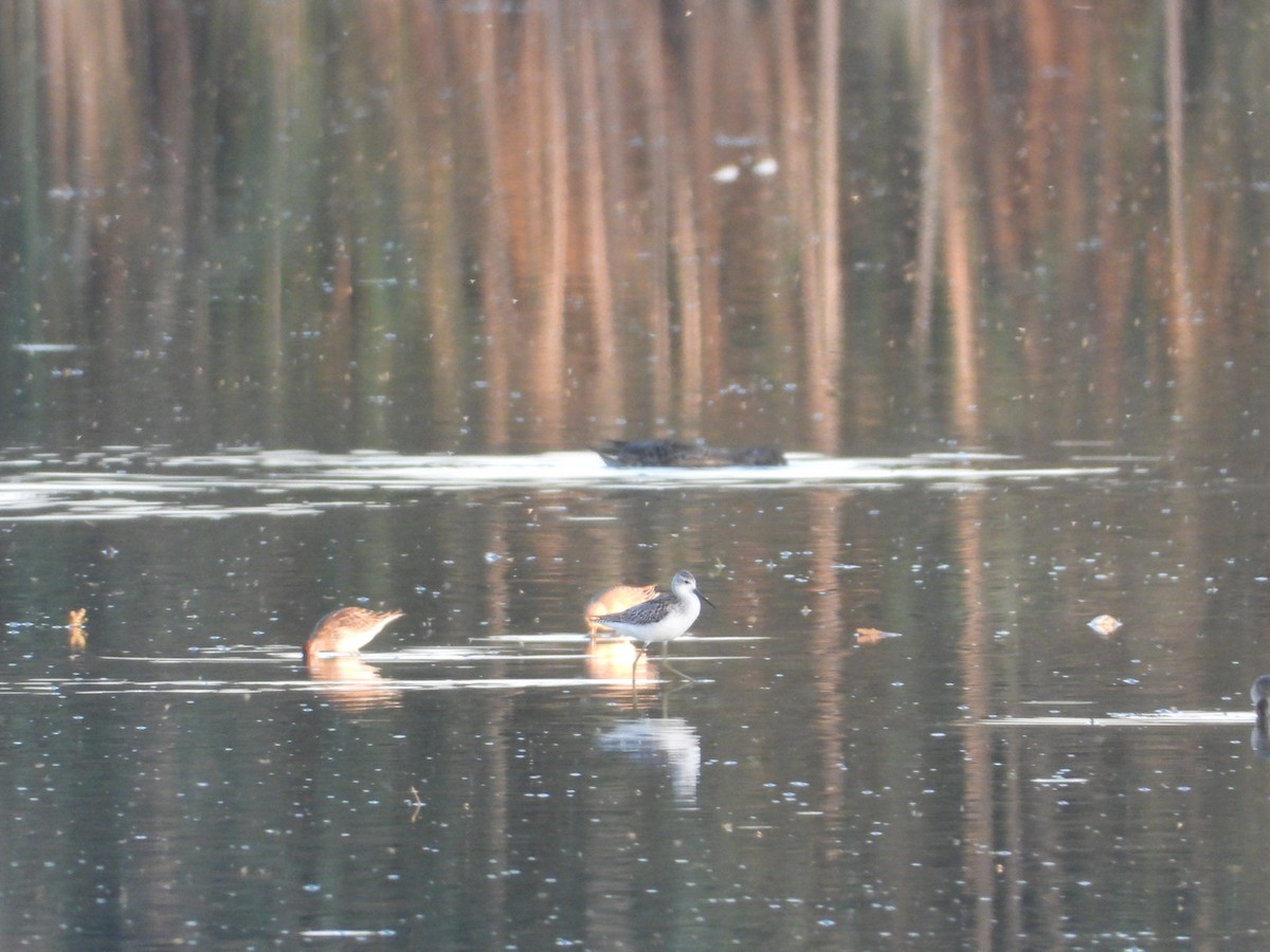 Marsh Sandpiper - ML642836942