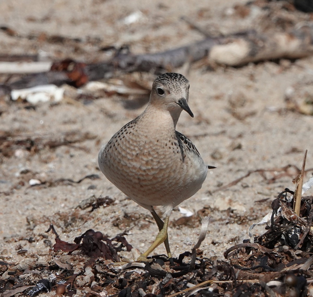 Buff-breasted Sandpiper - ML642836947