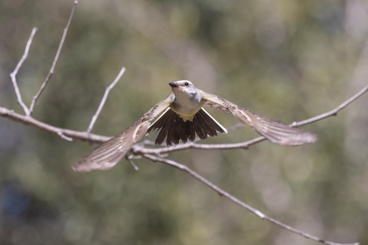 Western Kingbird - ML642836948