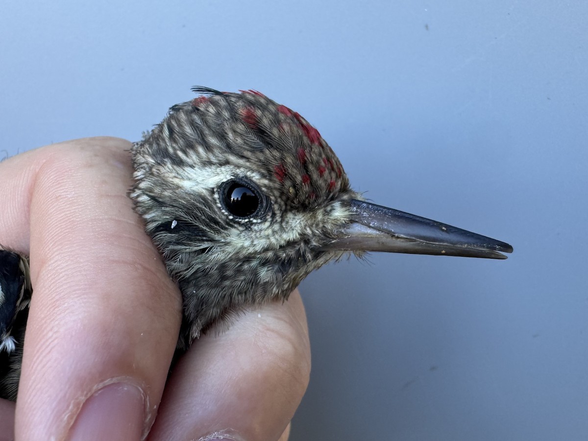 Yellow-bellied Sapsucker - ML642836952