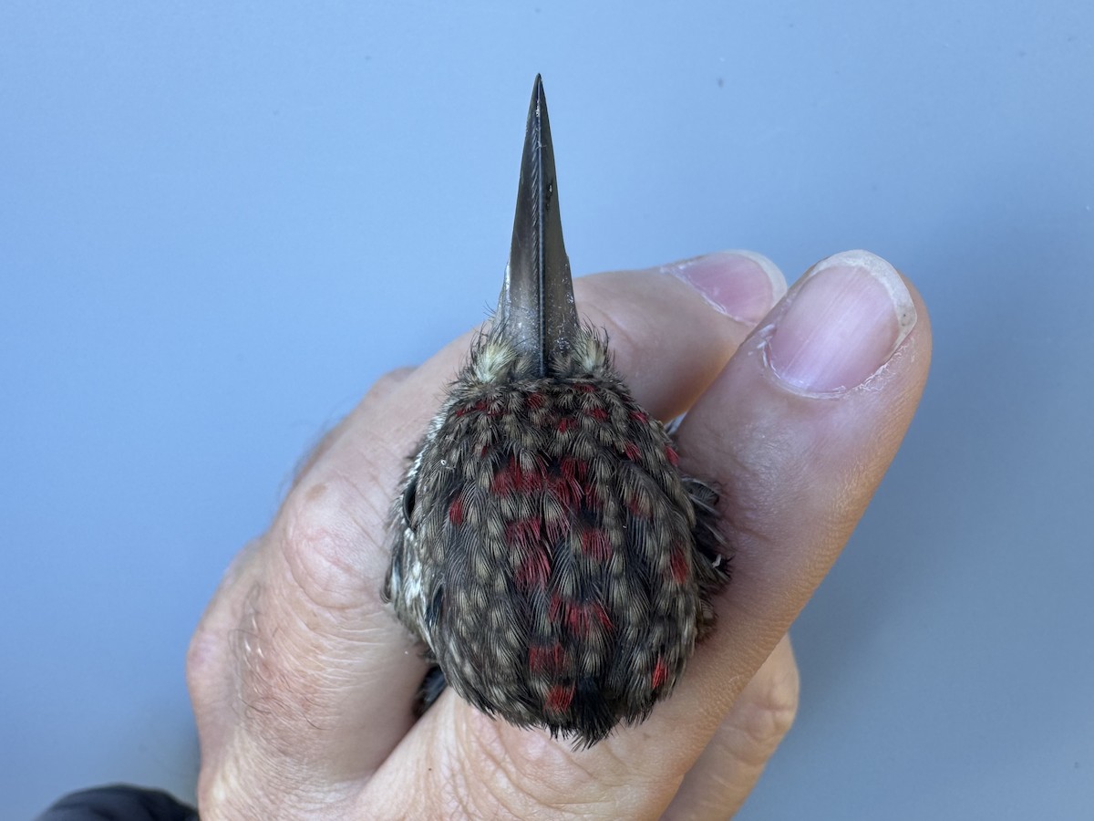 Yellow-bellied Sapsucker - ML642836953