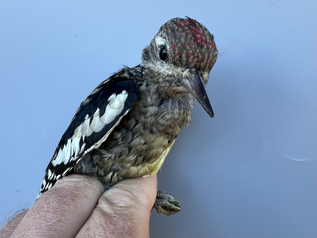 Yellow-bellied Sapsucker - ML642836954