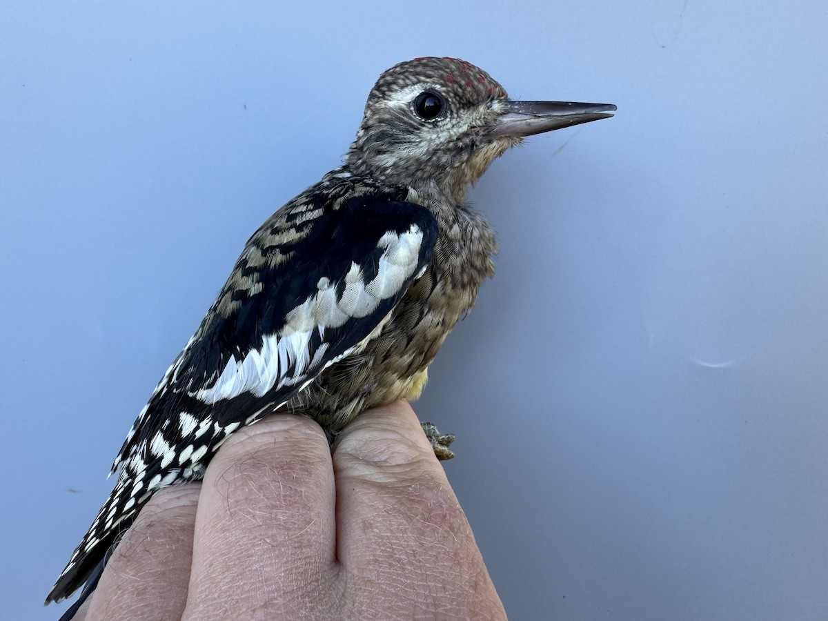 Yellow-bellied Sapsucker - ML642836955