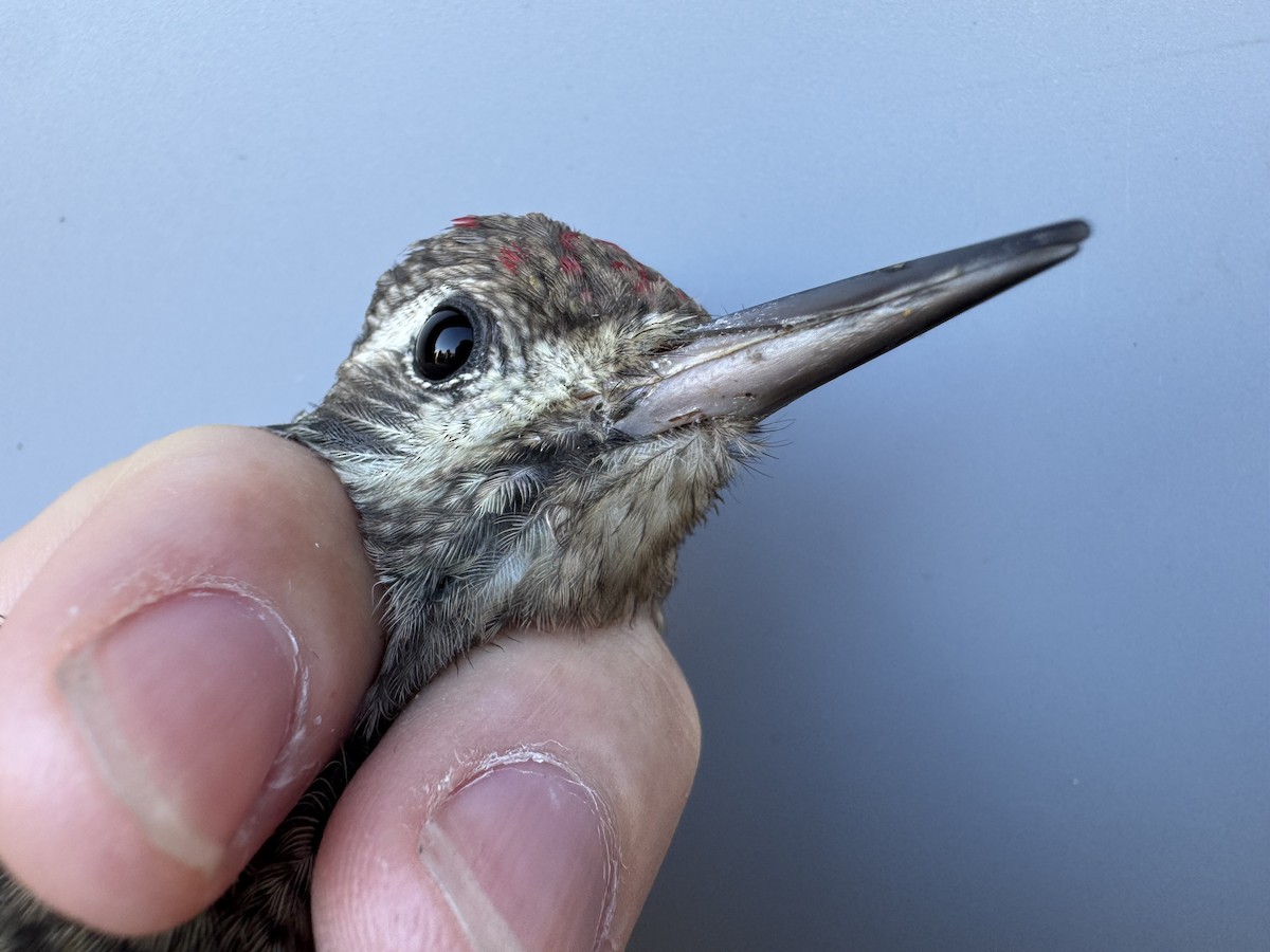 Yellow-bellied Sapsucker - ML642836956