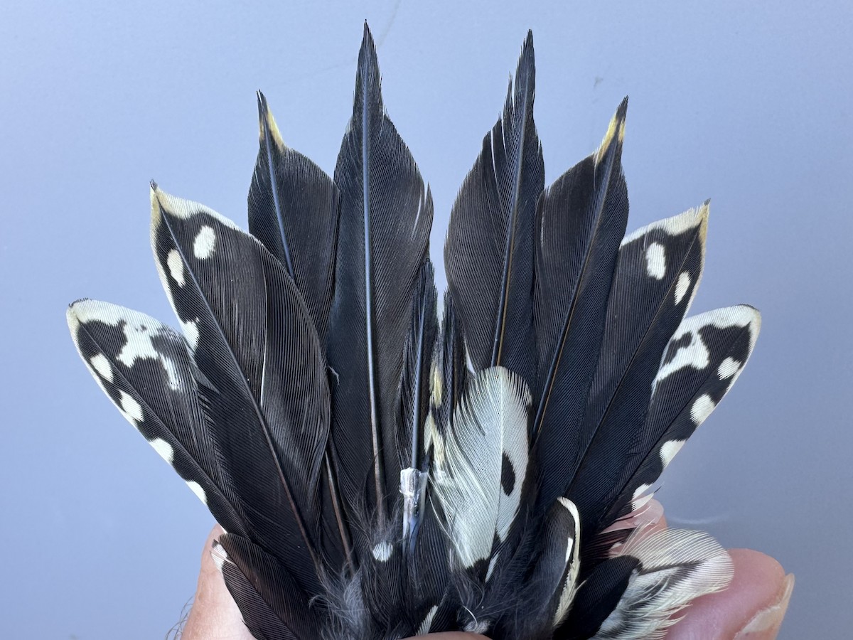 Yellow-bellied Sapsucker - ML642836957