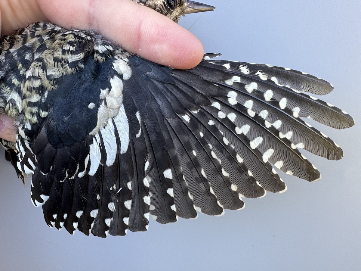 Yellow-bellied Sapsucker - ML642836958