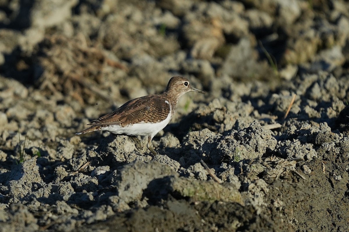Common Sandpiper - ML642836959