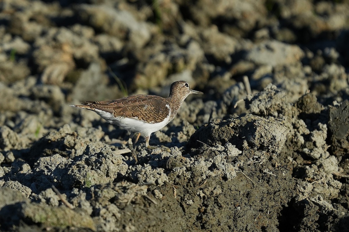 Common Sandpiper - ML642836961