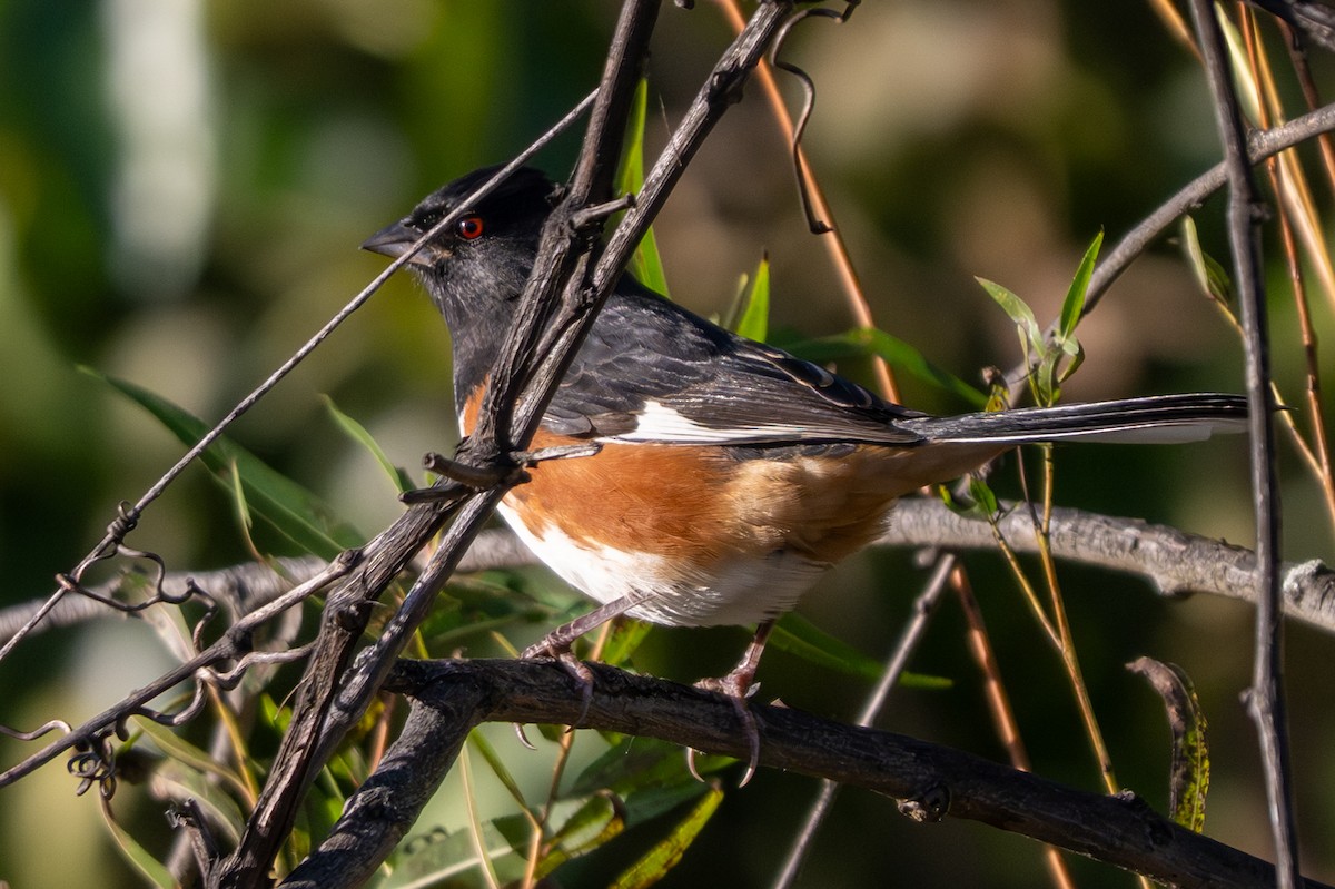 Eastern Towhee - ML642836962
