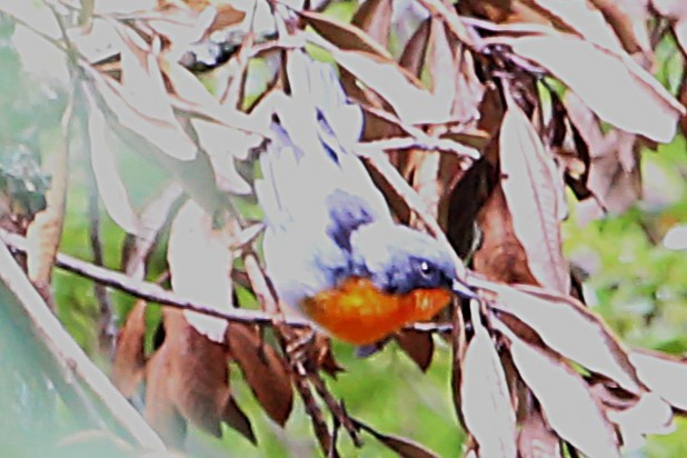 Flame-throated Warbler - ML642836963