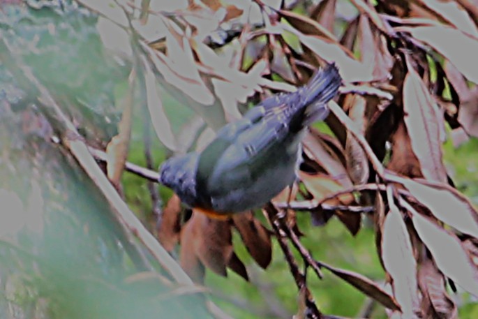 Flame-throated Warbler - ML642836964