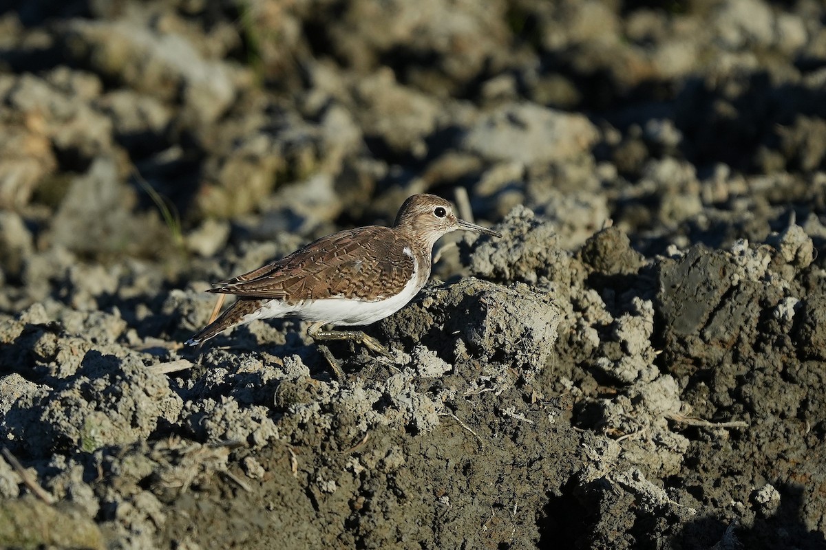 Common Sandpiper - ML642836965
