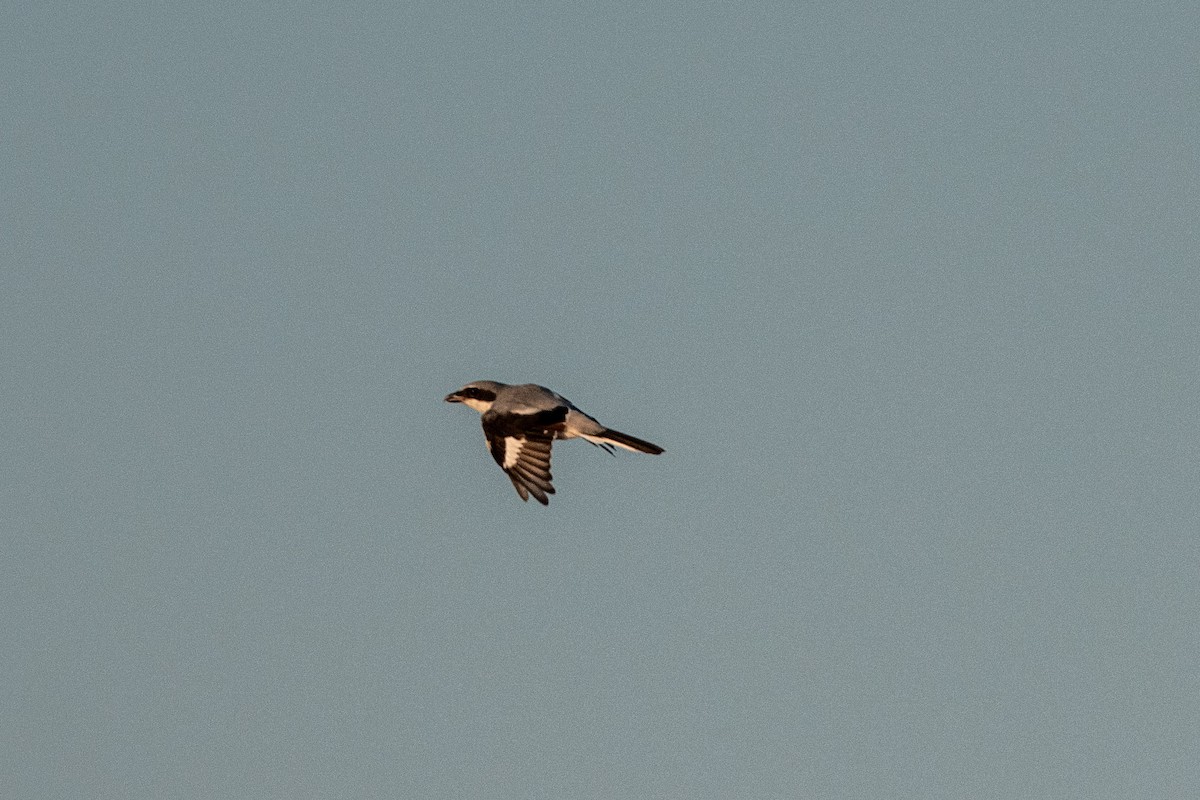 Loggerhead Shrike - ML642836968