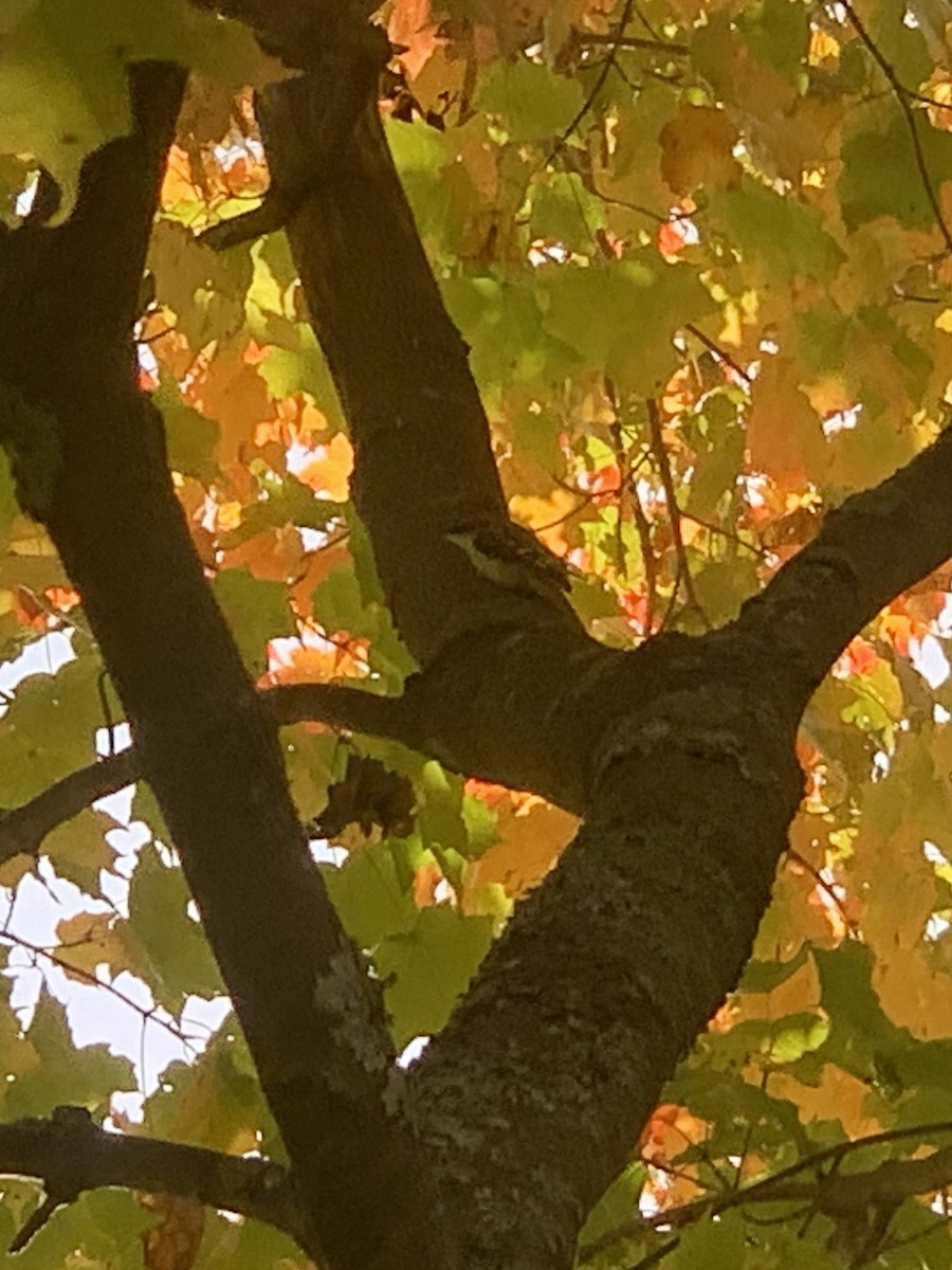 Brown Creeper - ML642836969
