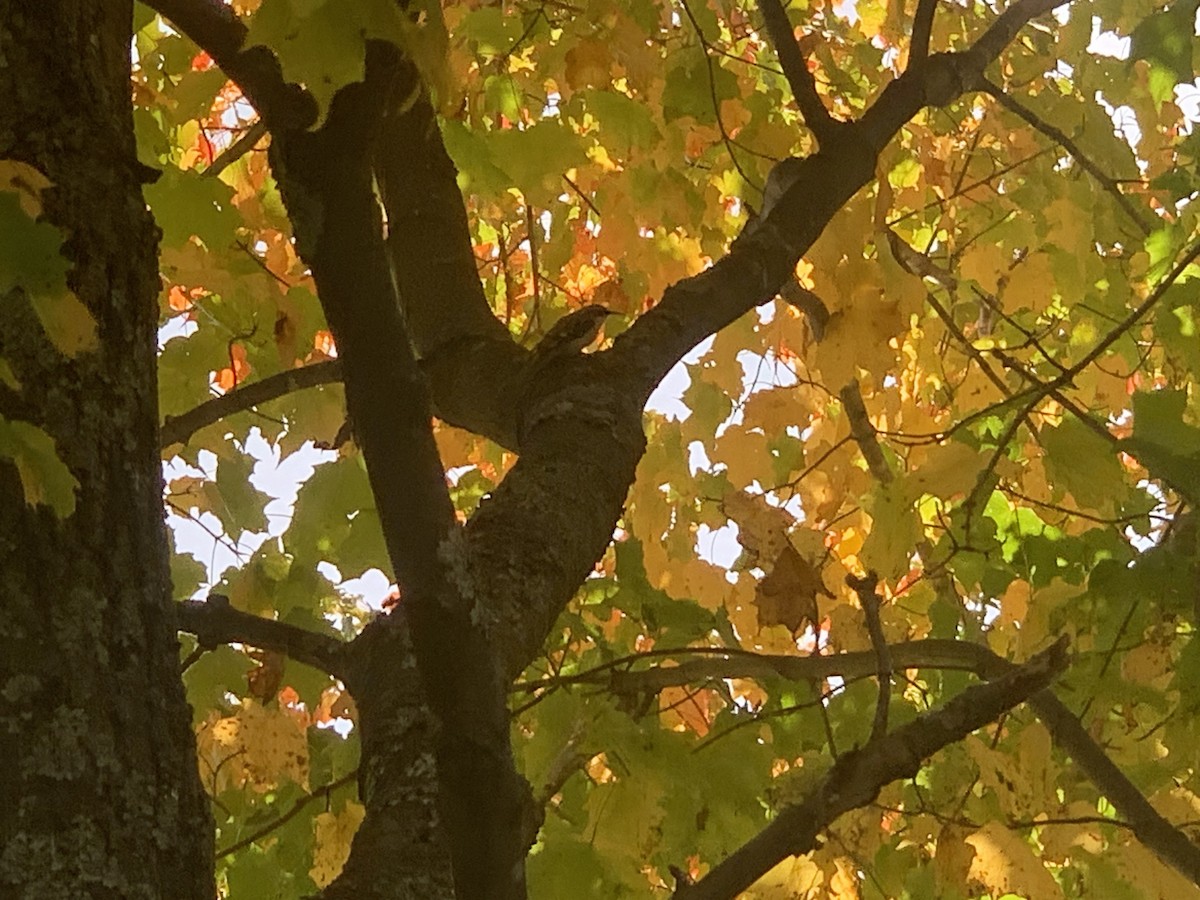 Brown Creeper - ML642836970