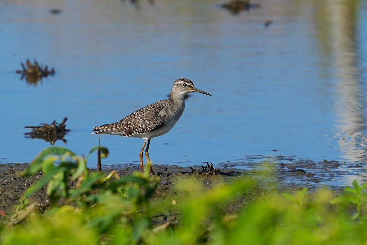 Wood Sandpiper - ML642836974