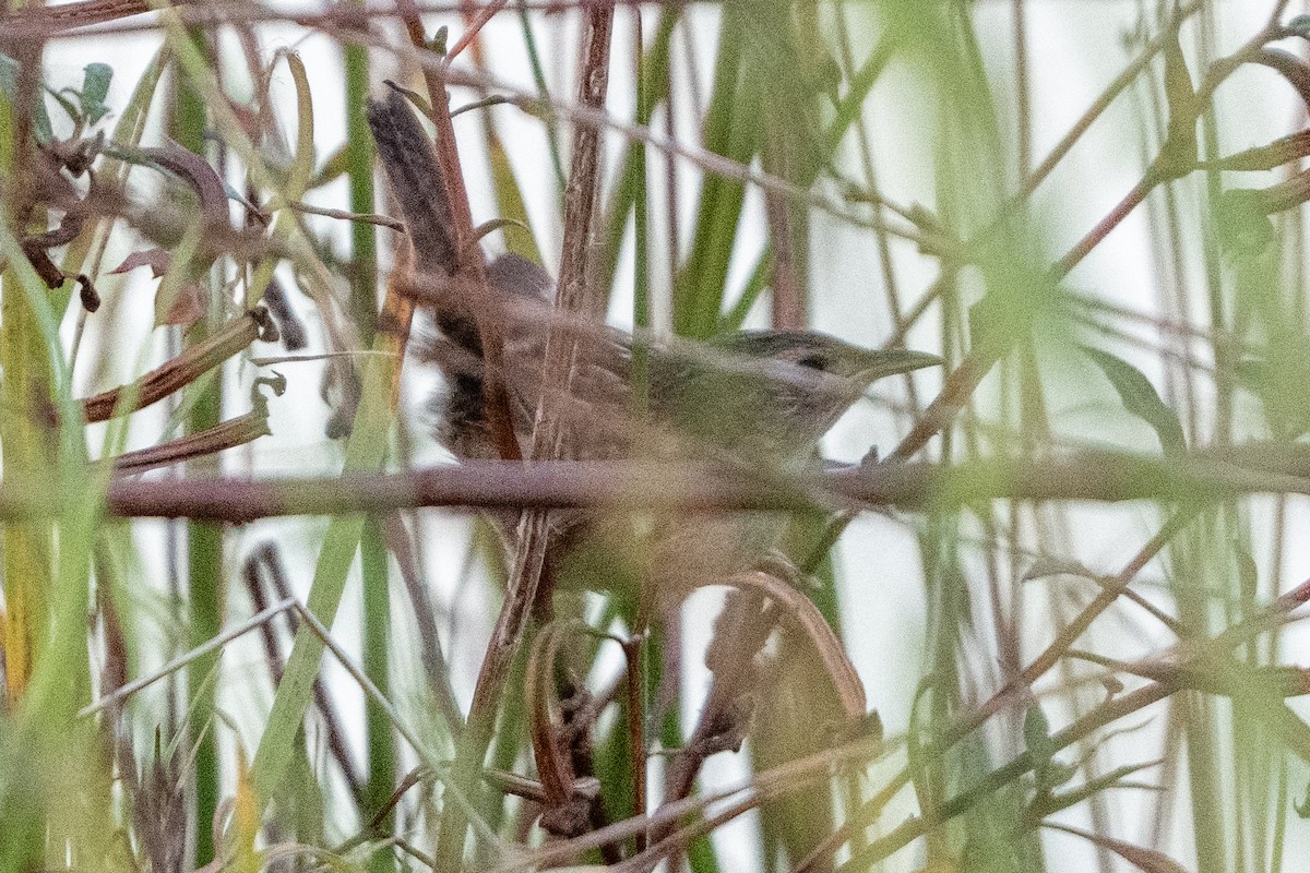 Sedge Wren - ML642836975