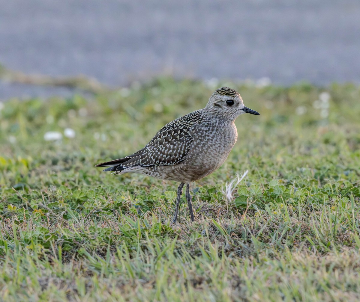 American Golden-Plover - ML642836976