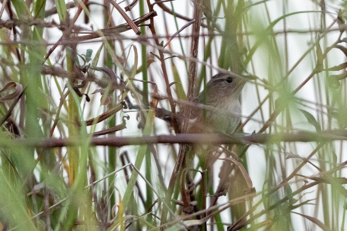 Sedge Wren - ML642836977