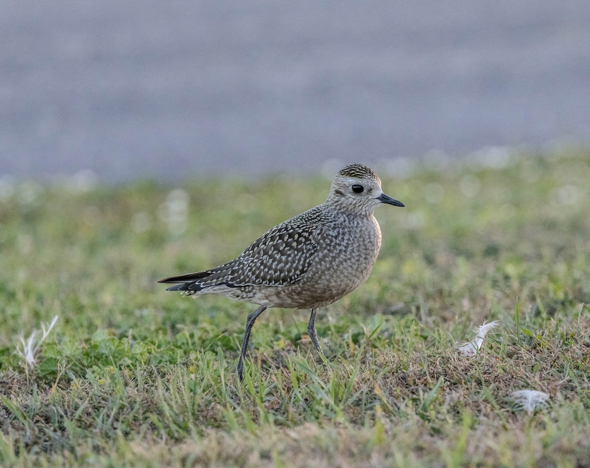 American Golden-Plover - ML642836978